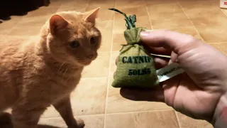 catnip fiends