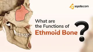 What are the Functions of Ethmoid Bone? | Anatomy
