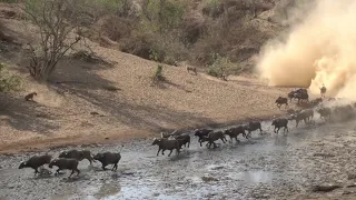 Lion attacking Cape Buffalo at Chitake Springs Mana Pools National Park Zimbabwe