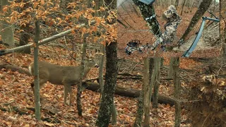 Tagged Out On A Locked Down WV Buck