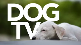 The Ultimate Video For Dogs | Dog TV 20 Hours (Petflix)