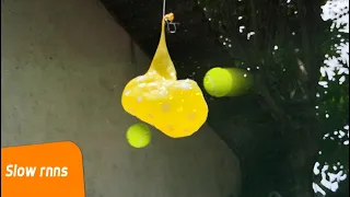 Globos de Agua explosión 🎾💧Cámara lenta  (Slow Mo-tion rnns)