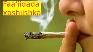 Xashiishka || geedka mustaqbalka || geedka ugu faa'idada badan || documentary....