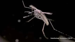 Mosquito in Flight