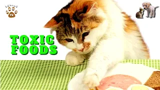 Human Foods That Are Very Toxic To Cats To Eat