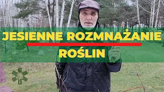 Jesienne rozmnażanie roślin na przykładzie winorośli