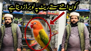 College Road Birds Market Rawalpindi | love Birds Prices 2024 | Creamino,Par Blue, Decino Prices