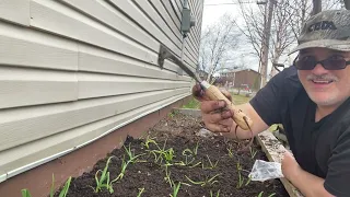 mending the garlic bed   after a long winter