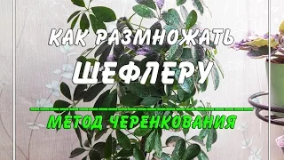 Как размножать шеффлеру? ☀️🍀 Метод размножения черенками.