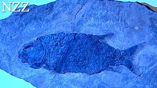 So kam der Fisch auf den Berg - Dokumentation von NZZ Format (2005)