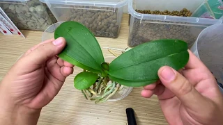 орхидеи из мха на угли :: легкая пересадка орхидеи из Азии