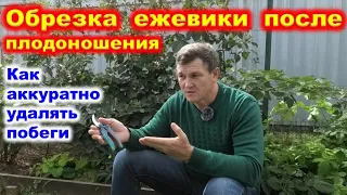 Обрезка ЕЖЕВИКИ после плодоношения, укладка новых побегов.