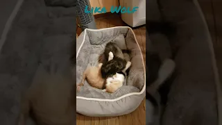 В ПОСТЕЛЬКЕ У СОБАЧКИ 😍Милые котики. Смешные коты. Смешные животные. Cute kittens. Cute Teddy kitten