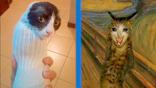 BEST CAT MEMES COMPILATION OF 2020 PART 32 (FUNNY CATS)