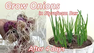 Amazing Method for Grow Onions in Styrofoam Box at Home #garden #trending #hot