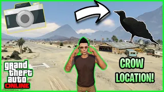 Where to Find the Crows in GTA Online | Animals Photography Challenge