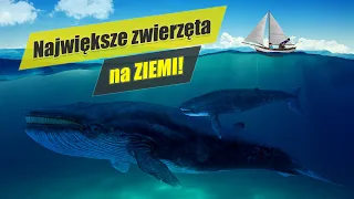 Dlaczego wieloryby są tak GIGANTYCZNE? Czy mogą ważyć 340 ton?