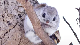 Adorable Hokkaido Flying Squirrels