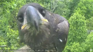 AEF NADC Eagle Cam:  Takoda Finds a Camera