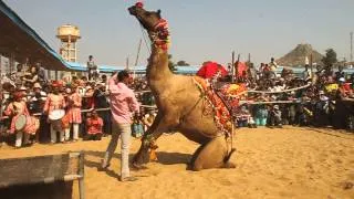 Pushkar Mela: Dancing camel #4