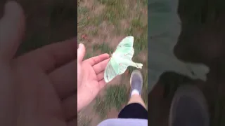 Look what I found. A Luna Moth