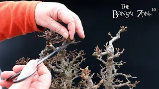 Pruning My Larch Forest, Part 2, The Bonsai Zone, Feb 2023