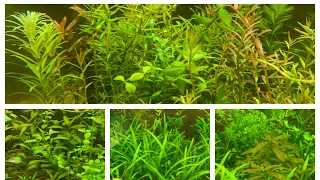 Растения в аквариуме как растить и нужен ли им CO2 или не нужен ??