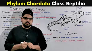 Class Reptilia (Phylum Chordata of Kingdom animalia)