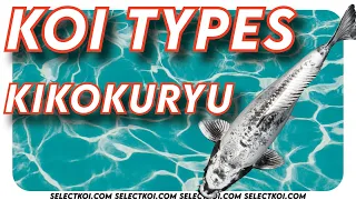 Koi Types KIKOKURYU