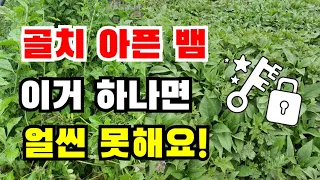 뱀 퇴치하는 방법 1위. 이 방법 쓰고 나서 뱀 본적이 없어요! 뱀퇴치  시골에서 여름에 조심해야할 세가지!