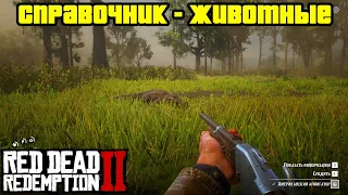 Прохождение RDR 2 на 100% - Справочник: Животные [Часть 1] (Глава 2 - Нагорье Подкова)