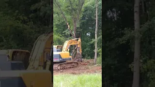 Big tree removal