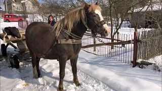 Коні Ваговози. Знайомство з малим Буцефаловичом та лошиця Поліна. Зимова прогулянка!!)🐴🐴🐴🔥🔥🔥