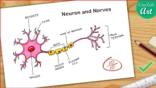 Structure of Neuron Diagram Drawing CBSE || easy way || labeled Science project