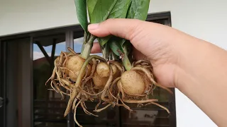 Sansevieria Snake Plant & Zz Plant Propagation in Water from 0 to 1 Year