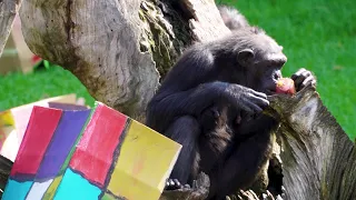 Enriquecimiento ambiental de chimpancés en Expedición África, la escuela de vacaciones de BIOPARC