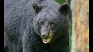 The Fatal Predatory Black Bear Attack On Steven Jackson