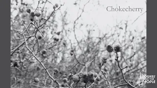 Powers and the People - Chokecherry (Official Lyric Video)