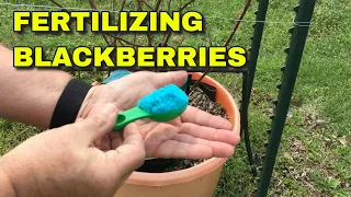 FERTILIZING BLACKBERRIES - A PROGRAM FOR SUCCESS!