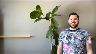 Pruning a Fiddle Leaf Fig to become a Tree