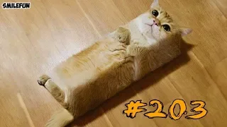 КОТЫ 2018 Смешные коты приколы с котами до слез под музыку – Смешные кошки – Funny Cats