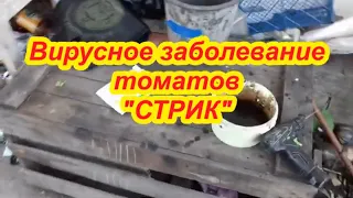 Что с томатами. Вирусное заболевание "СТРИК ТОМАТОВ"