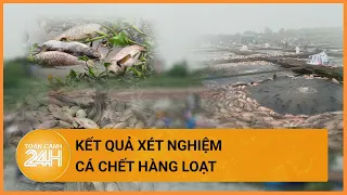 Đã có kết quả xét nghiệm vụ cá chết hàng loạt ở Hải Dương| Toàn cảnh 24h