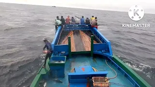 SKILL LUAR BIASA,, 15 MENIT 1 TON IKAN CAKALANG !!!