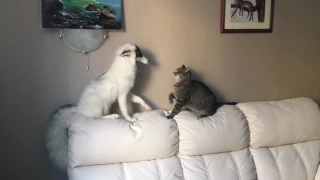 Домашняя лиса и кот