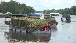 Đoàn ghe dừa đông chưa từng thấy qua cống 7 cửa