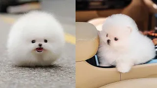 Cutest Teacup Pomeranian Puppies Compilation 5