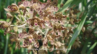 What's Blooming: Grammatophyllum speciosum (Tiger orchid)