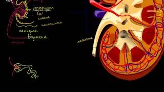 Строение почки и нефрона