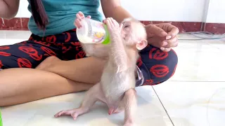 Baby monkey Miker tell mom he wants drink milk